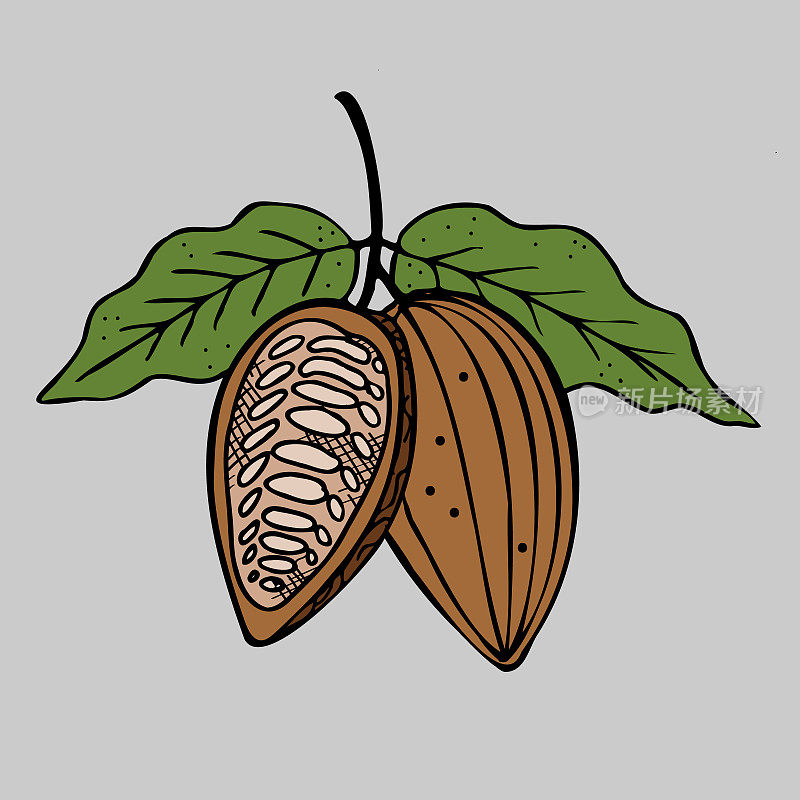 Cocoa. Hand drawn sketch Cocoa beans, leaves sketch and Cocoa tree. Organic product. Doodle sketch for café, shop, menu. Plant parts. For label, logo, emblem, symbol. Vector